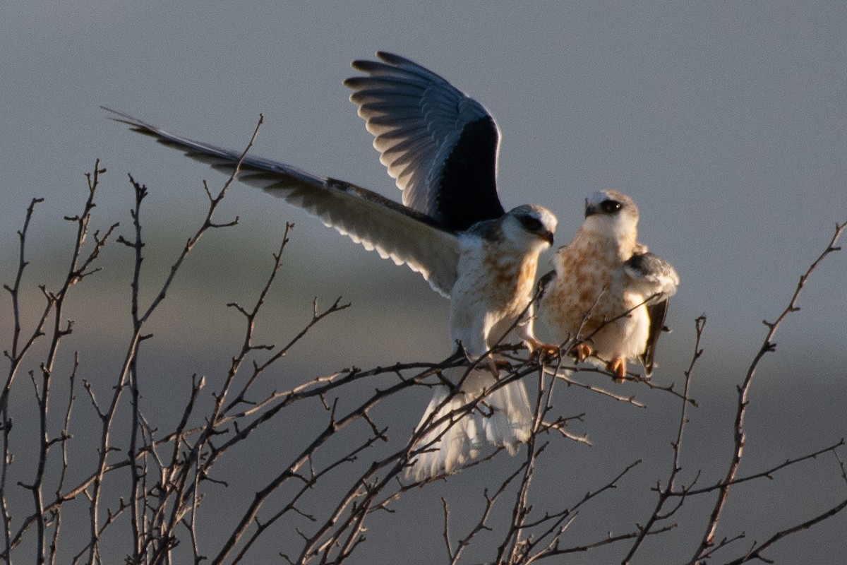 White-tailed Kite - Brian Wolfe