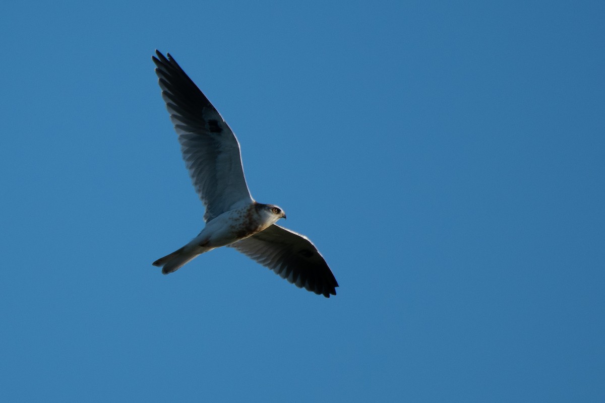 White-tailed Kite - Brian Wolfe