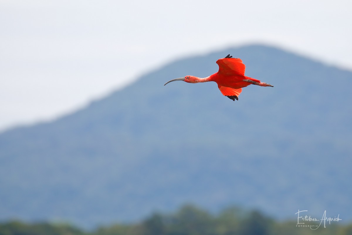 Scarlet Ibis - ML103144381