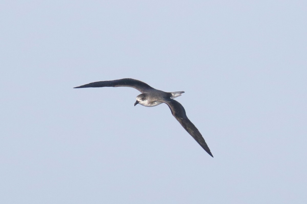 Fea's Petrel - ML103145571