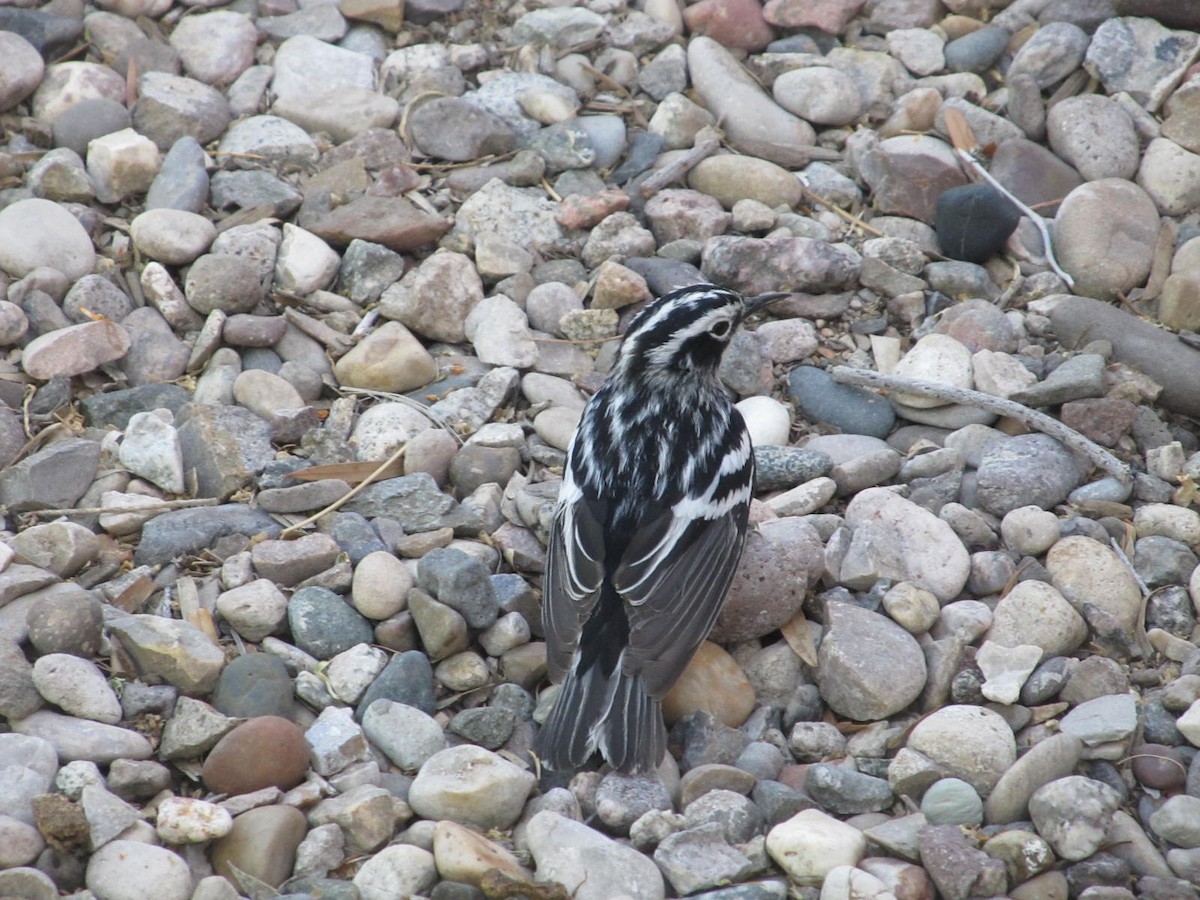 Black-and-white Warbler - ML103146621