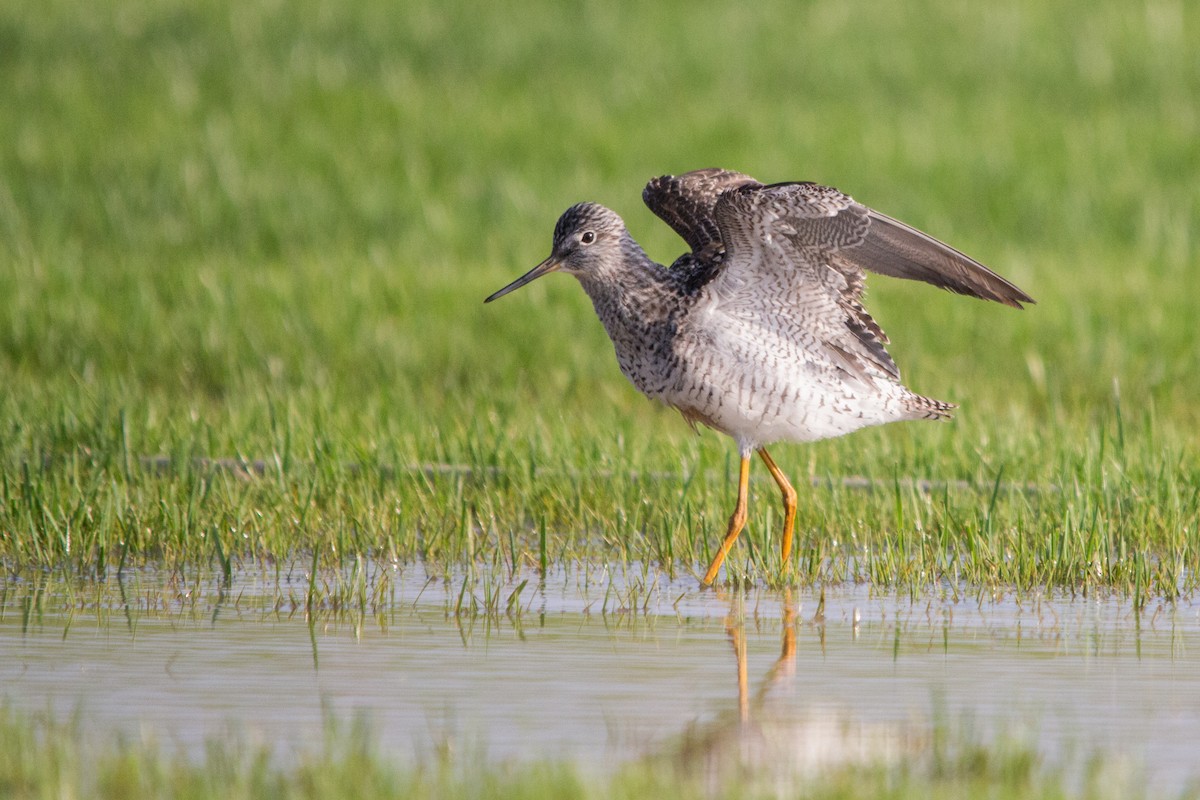 Greater Yellowlegs - ML103146791