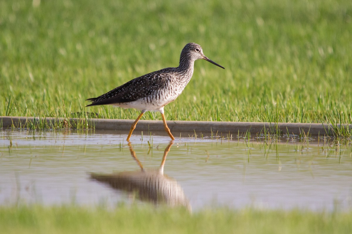 Greater Yellowlegs - ML103146821