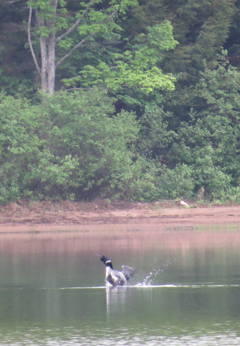 Common Loon - ML103148041