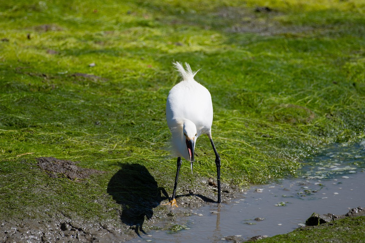 Snowy Egret - Brian Wolfe