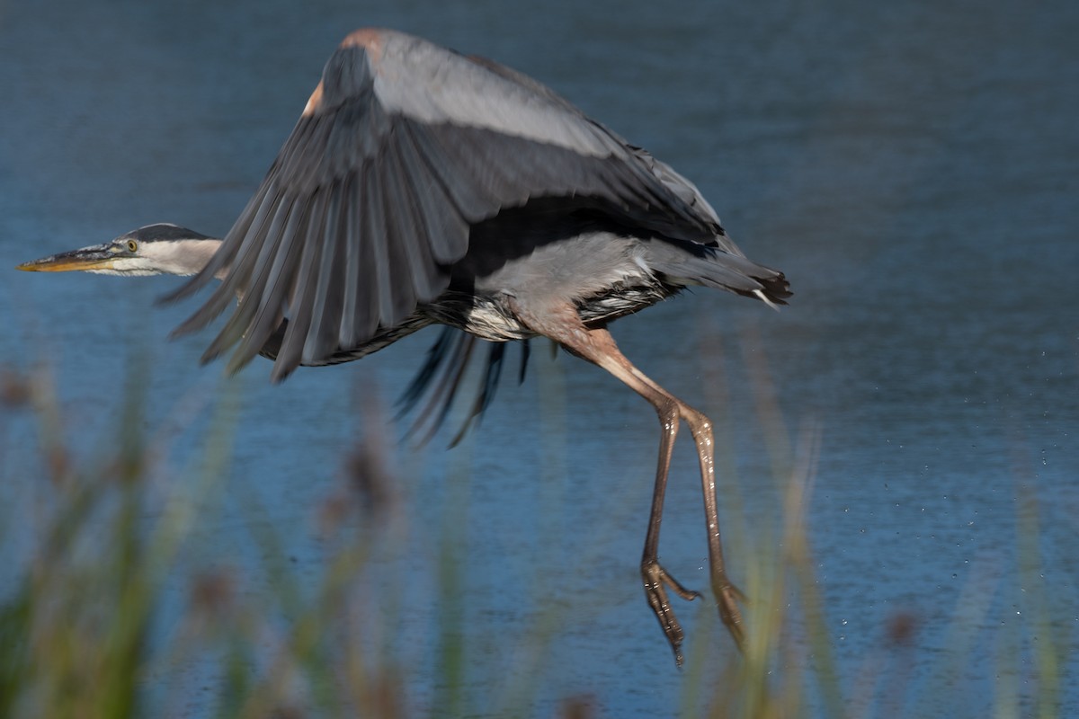 Great Blue Heron - ML103150561