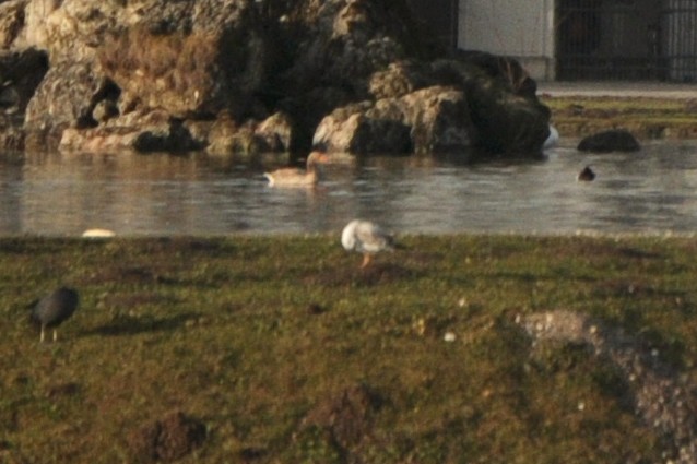 Yellow-legged Gull - ML103150961