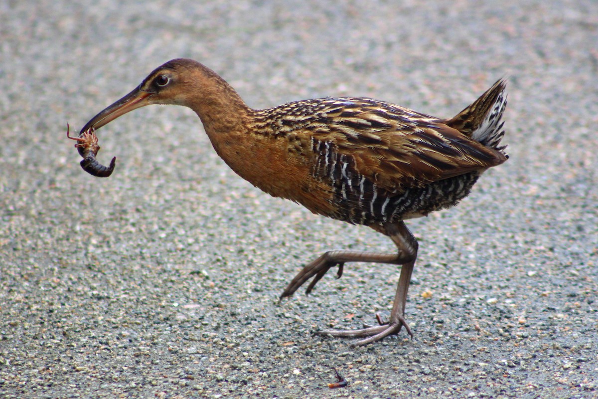 King Rail - Derek Yoder