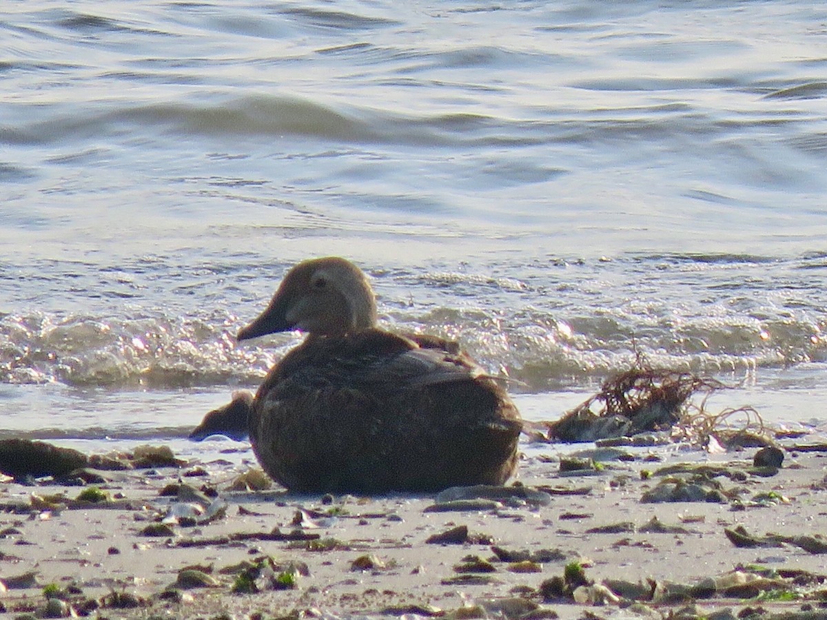 Eider à tête grise - ML103154781