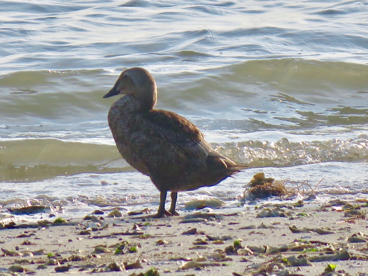 King Eider - ML103154801