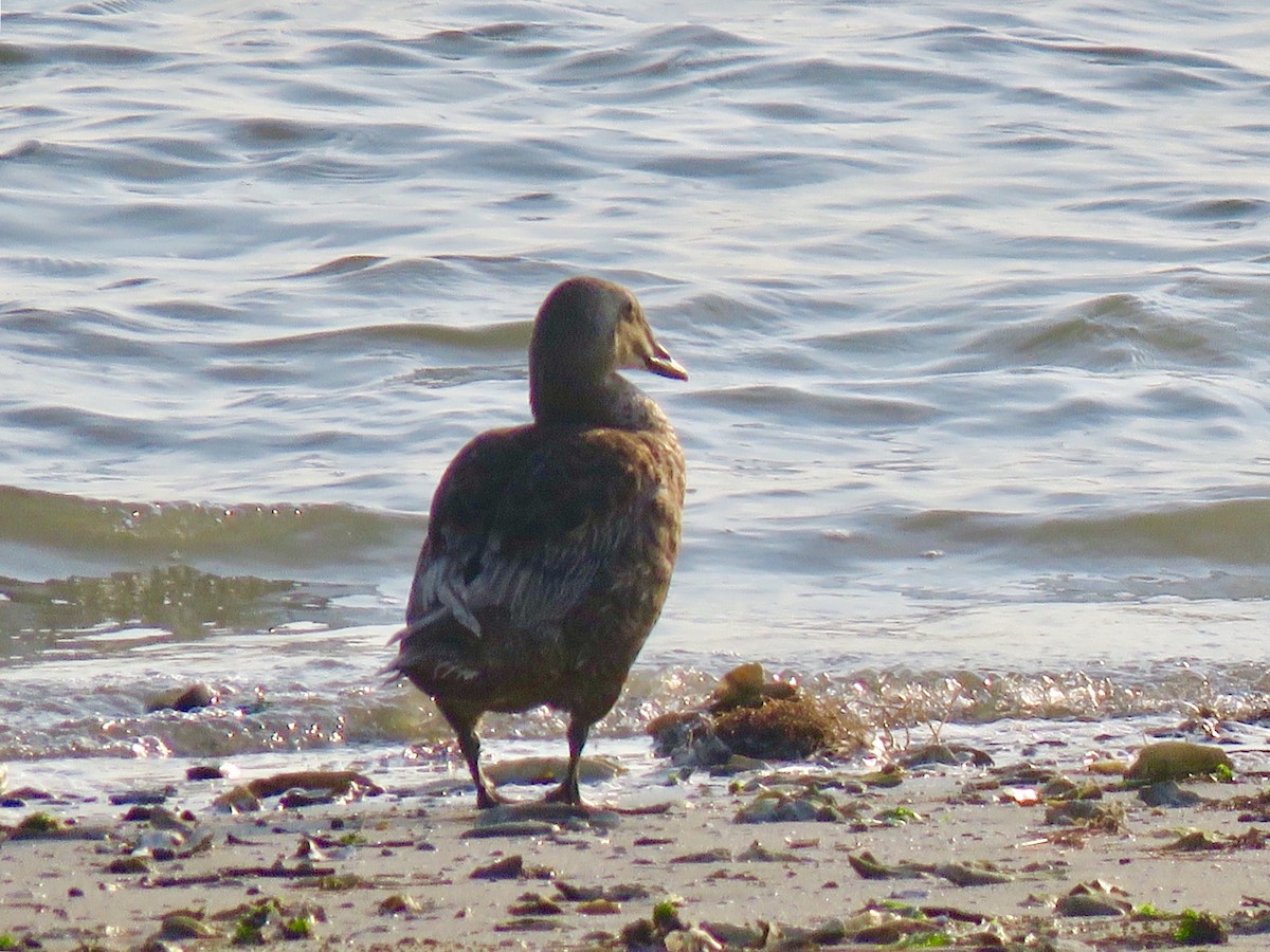 King Eider - ML103154821