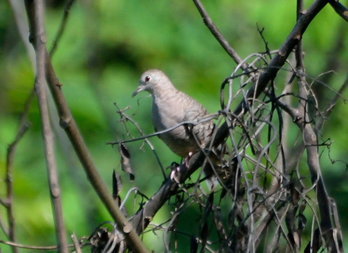 Inca Dove - ML103157211