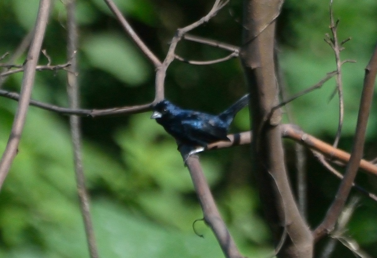 Blue-black Grassquit - ML103157281