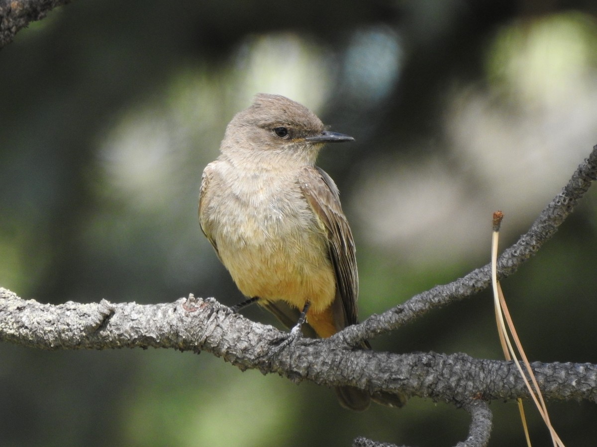 Say's Phoebe - ML103157511