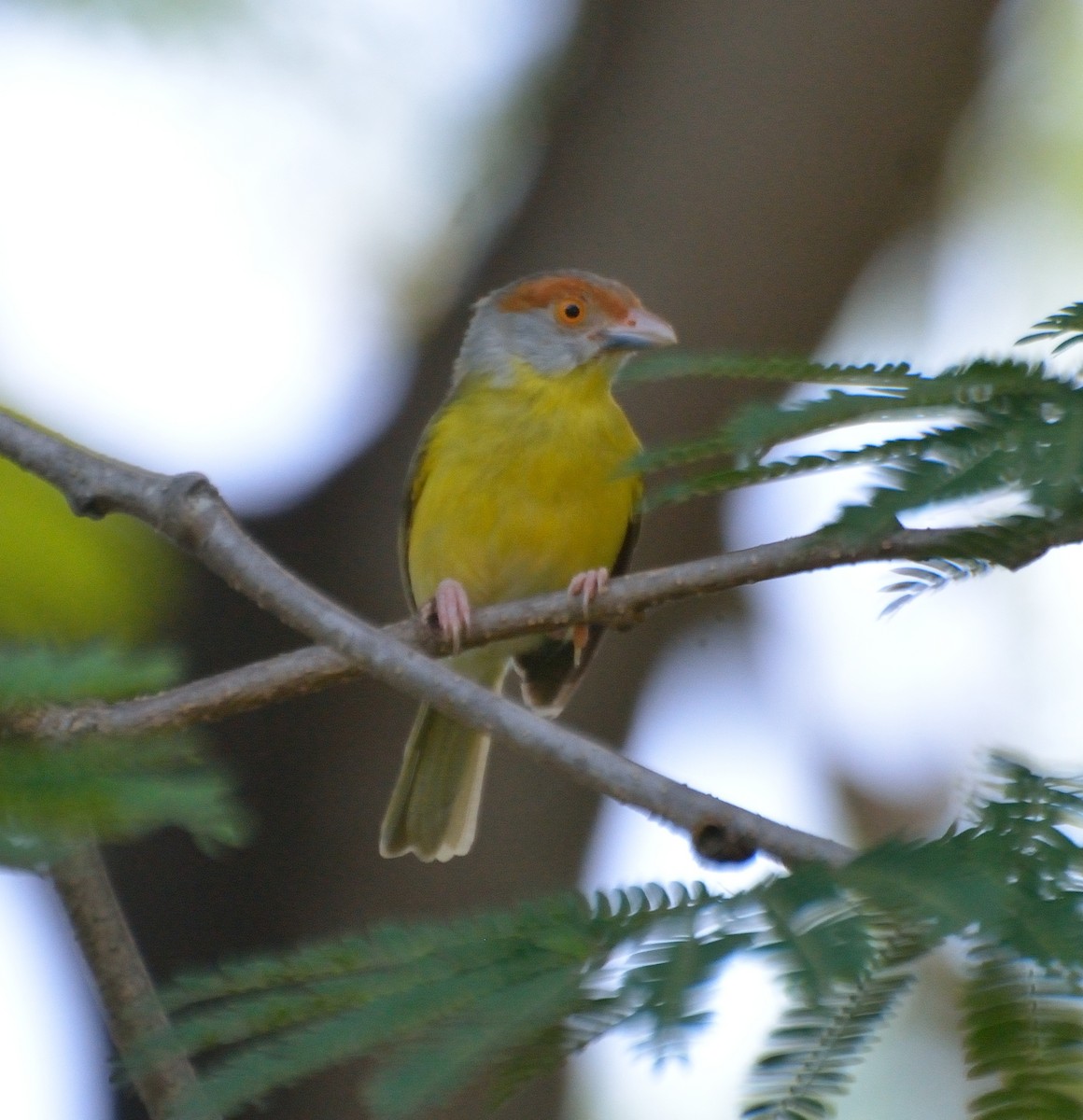 Rufous-browed Peppershrike - Orlando Jarquín