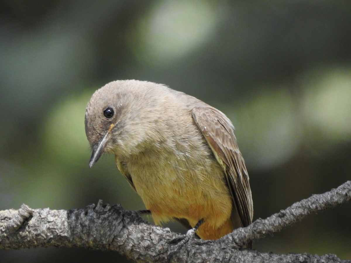 Say's Phoebe - ML103157591