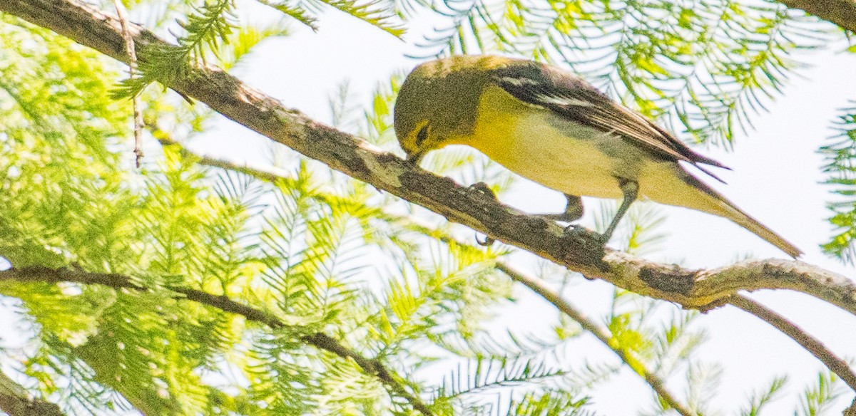 Sarı Gerdanlı Vireo - ML103157831