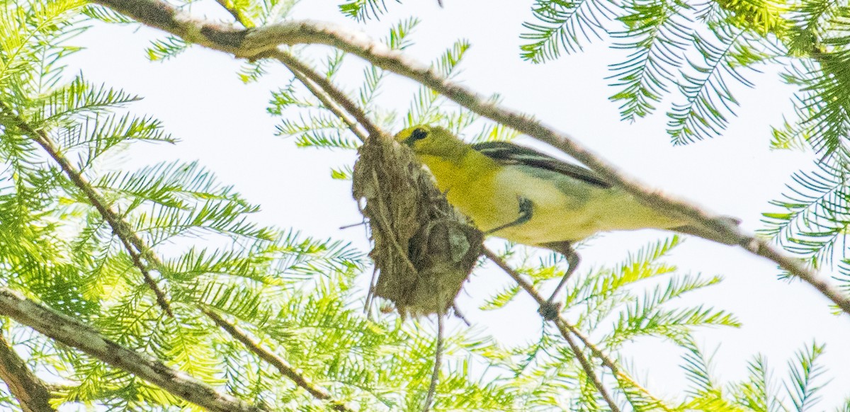 Yellow-throated Vireo - ML103157841