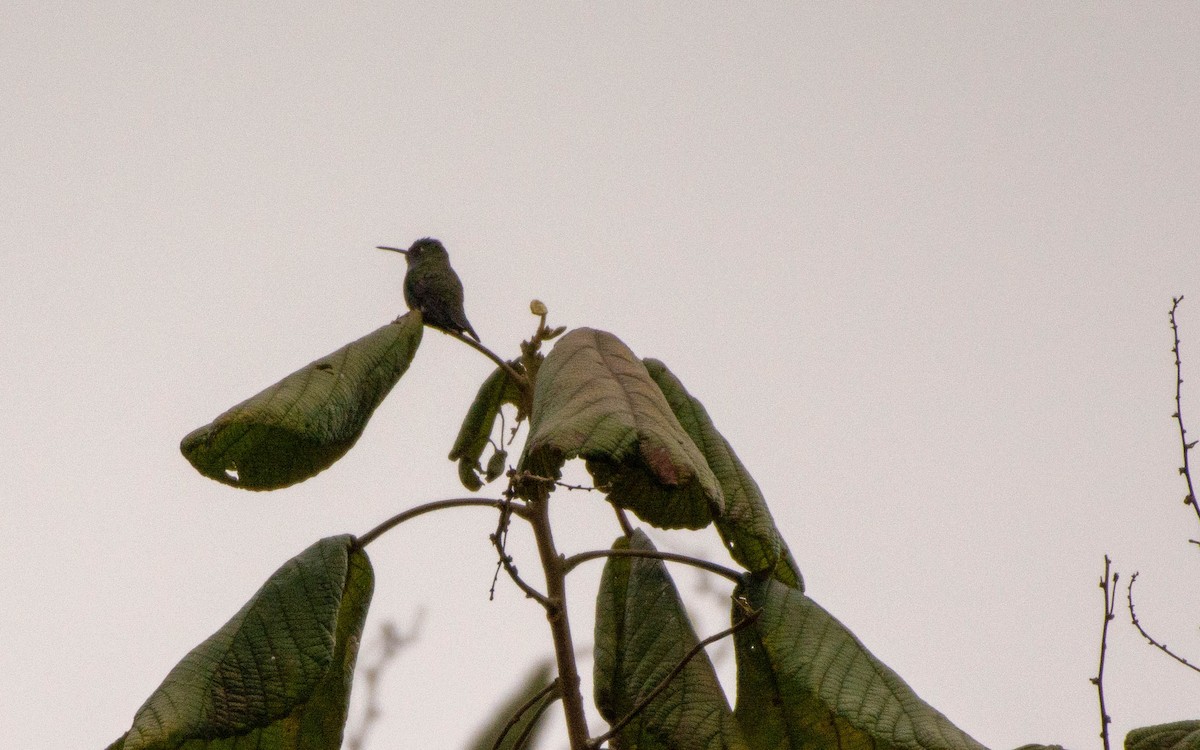 kolibřík safírový - ML103158321