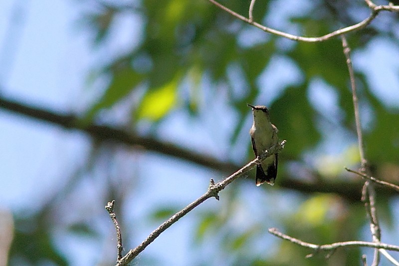 Ruby-throated Hummingbird - ML103159291