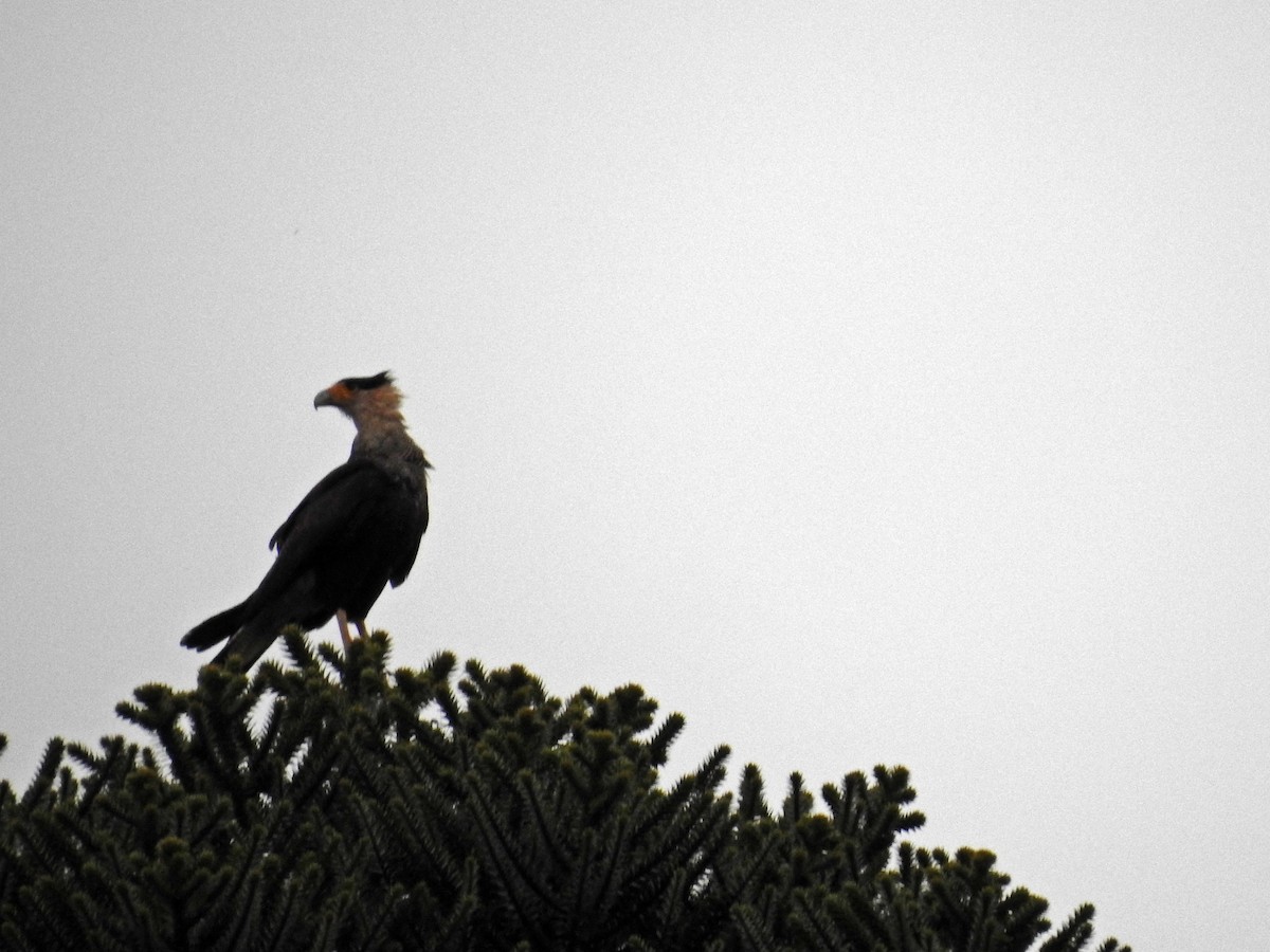 Crested Caracara (Southern) - Paulo Moura