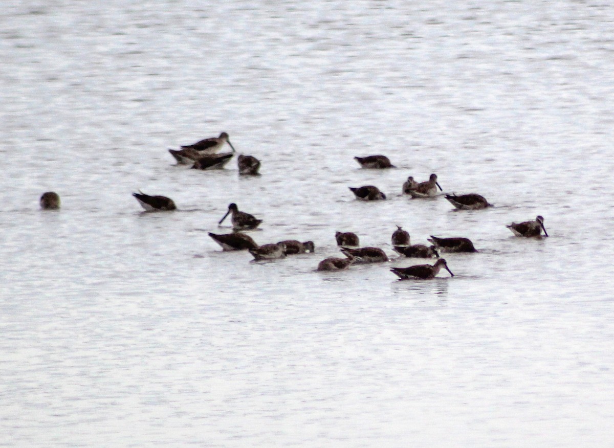 Short-billed Dowitcher - Mario Trejo