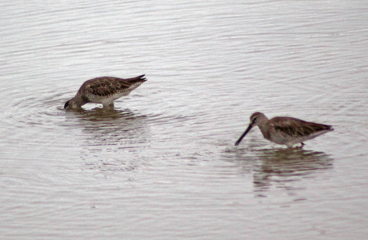 Short-billed Dowitcher - Mario Trejo