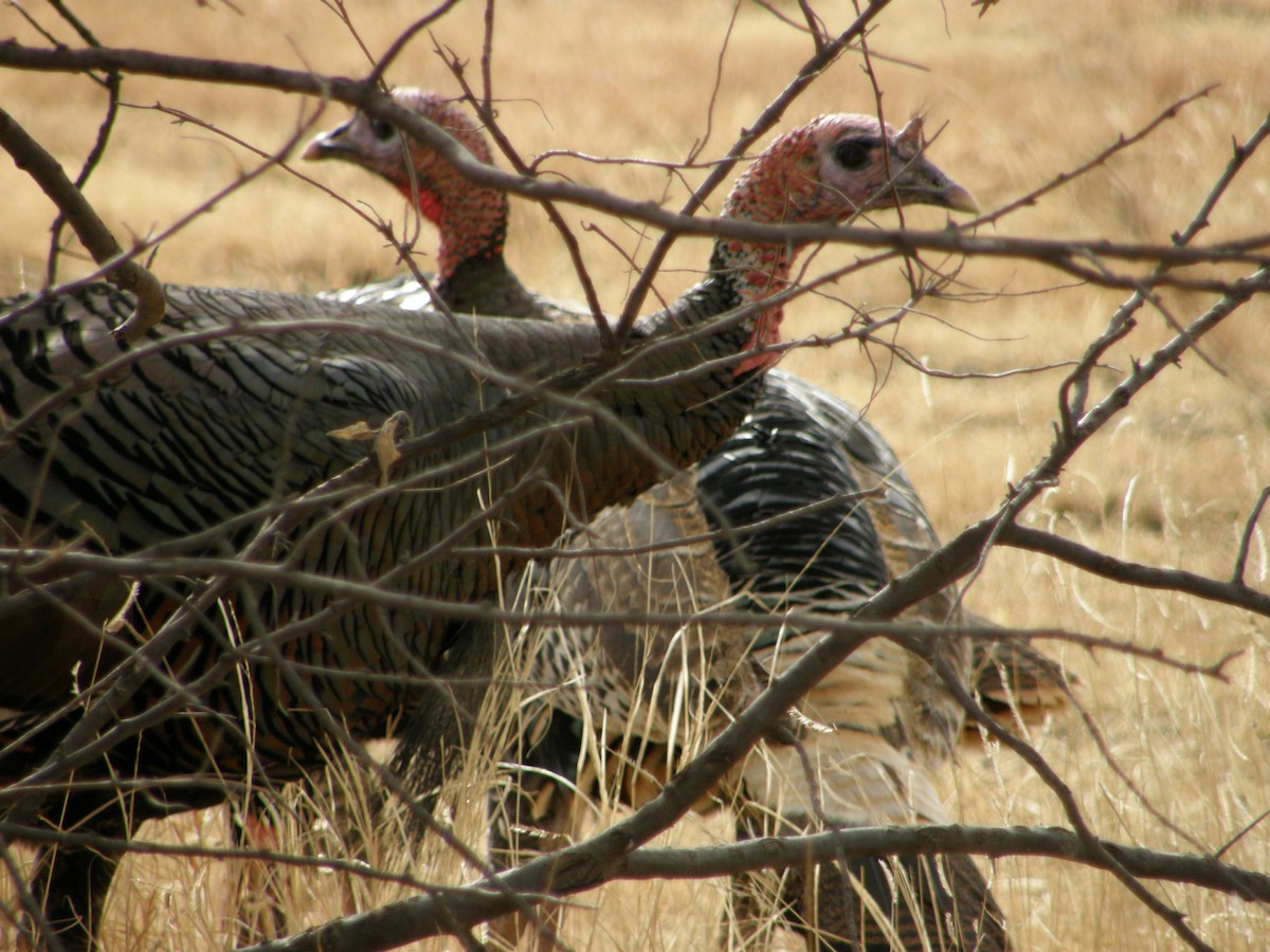 Wild Turkey - ML103161981