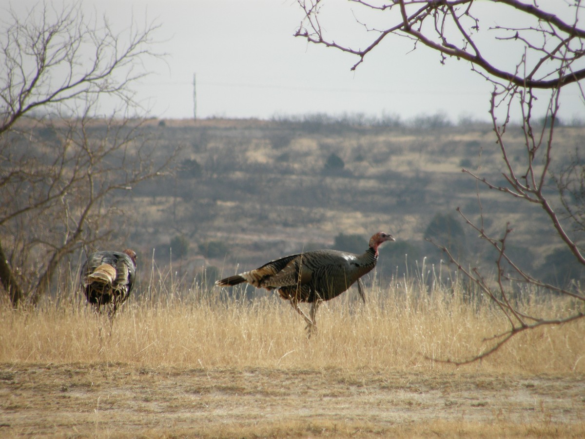 Wild Turkey - ML103161991