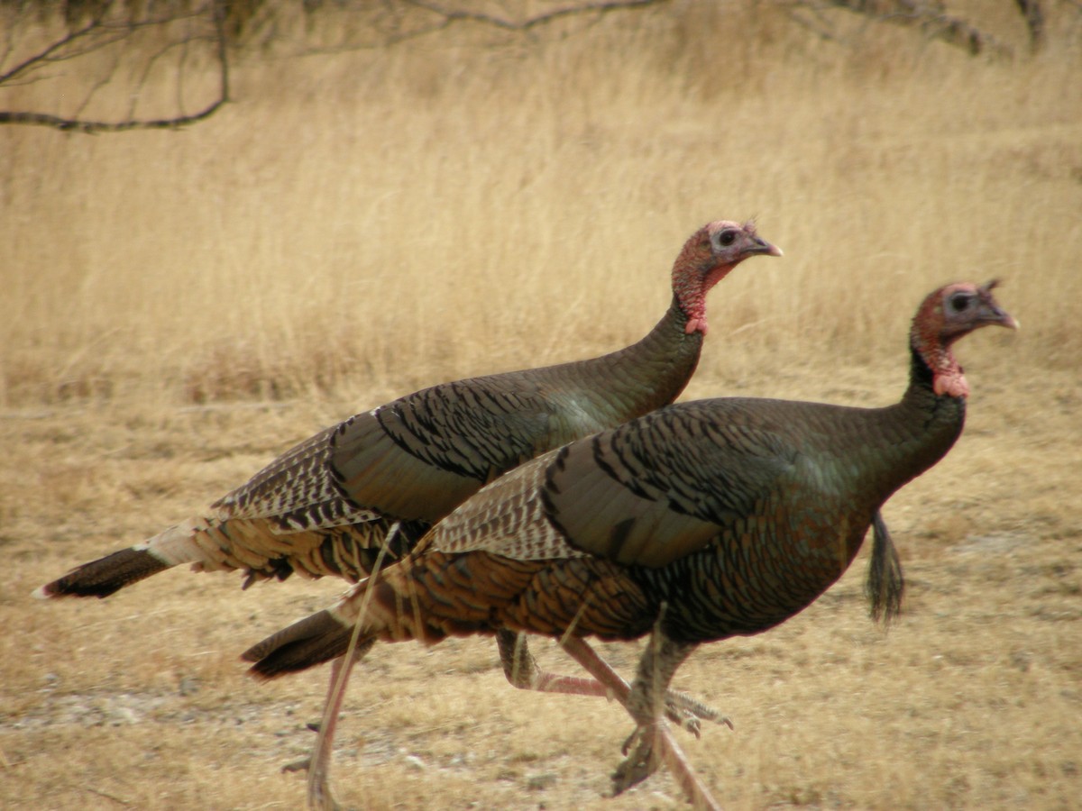 Wild Turkey - ML103162101