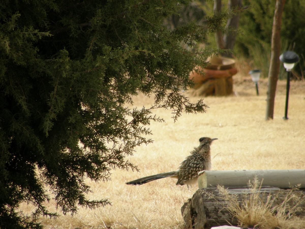 Greater Roadrunner - ML103162461