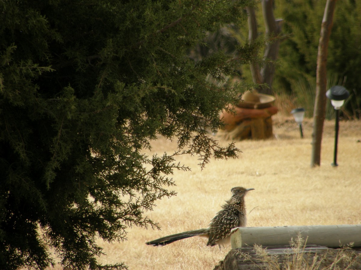 Greater Roadrunner - ML103162511