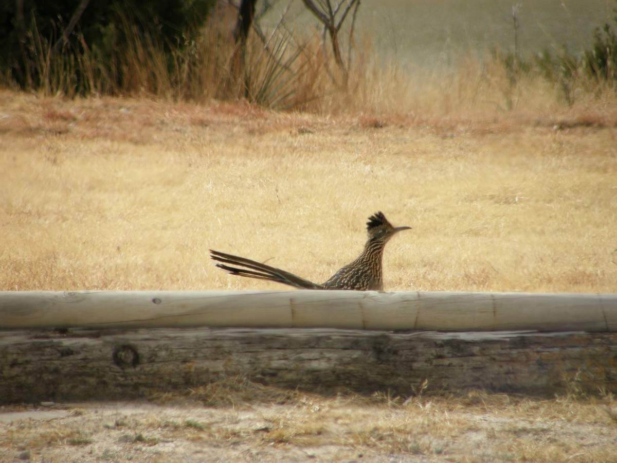 Greater Roadrunner - ML103162541