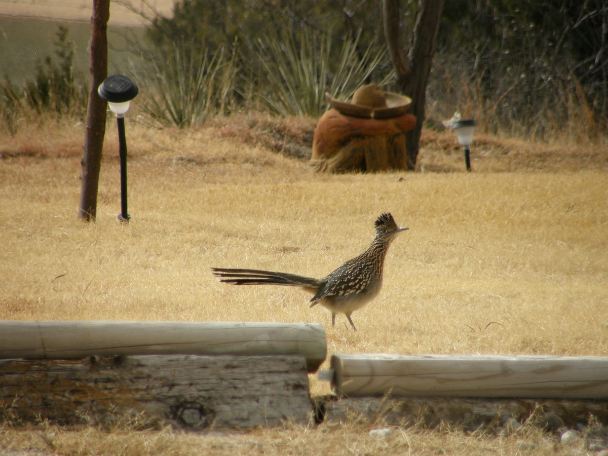 Greater Roadrunner - ML103162591