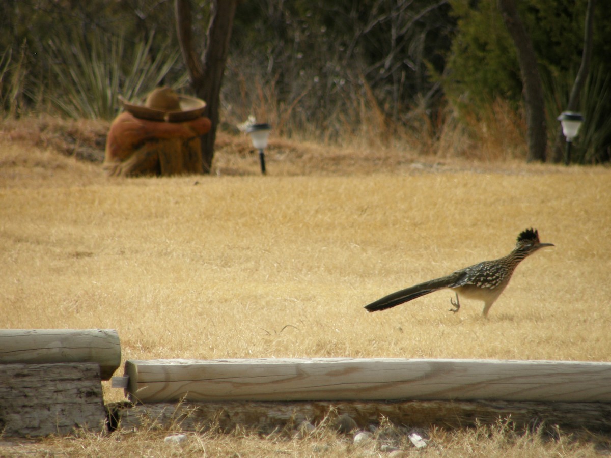 Greater Roadrunner - ML103162621