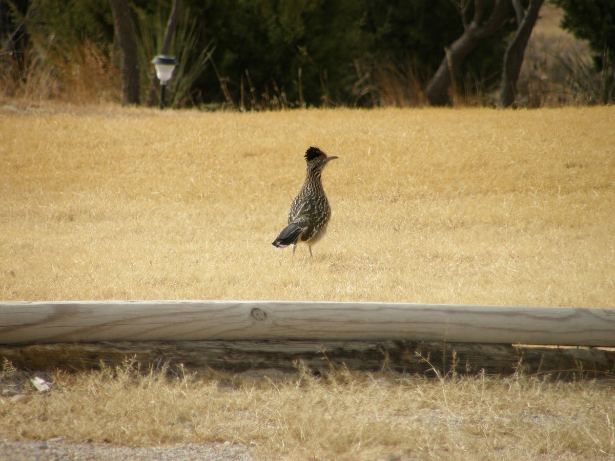 Greater Roadrunner - ML103162681