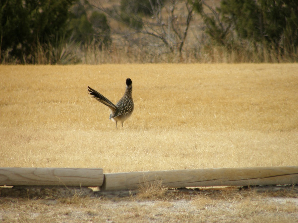 Greater Roadrunner - ML103162691