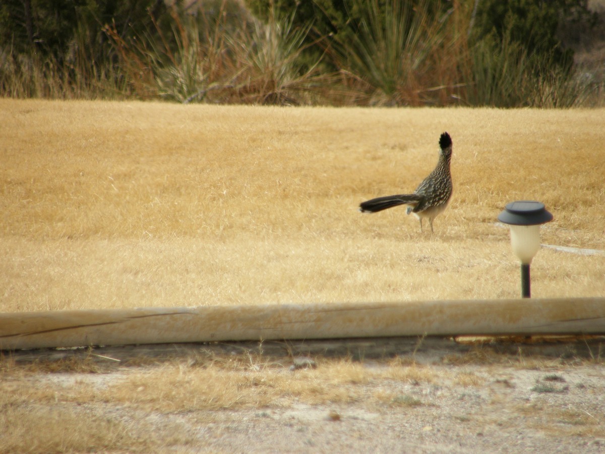 Greater Roadrunner - ML103162731