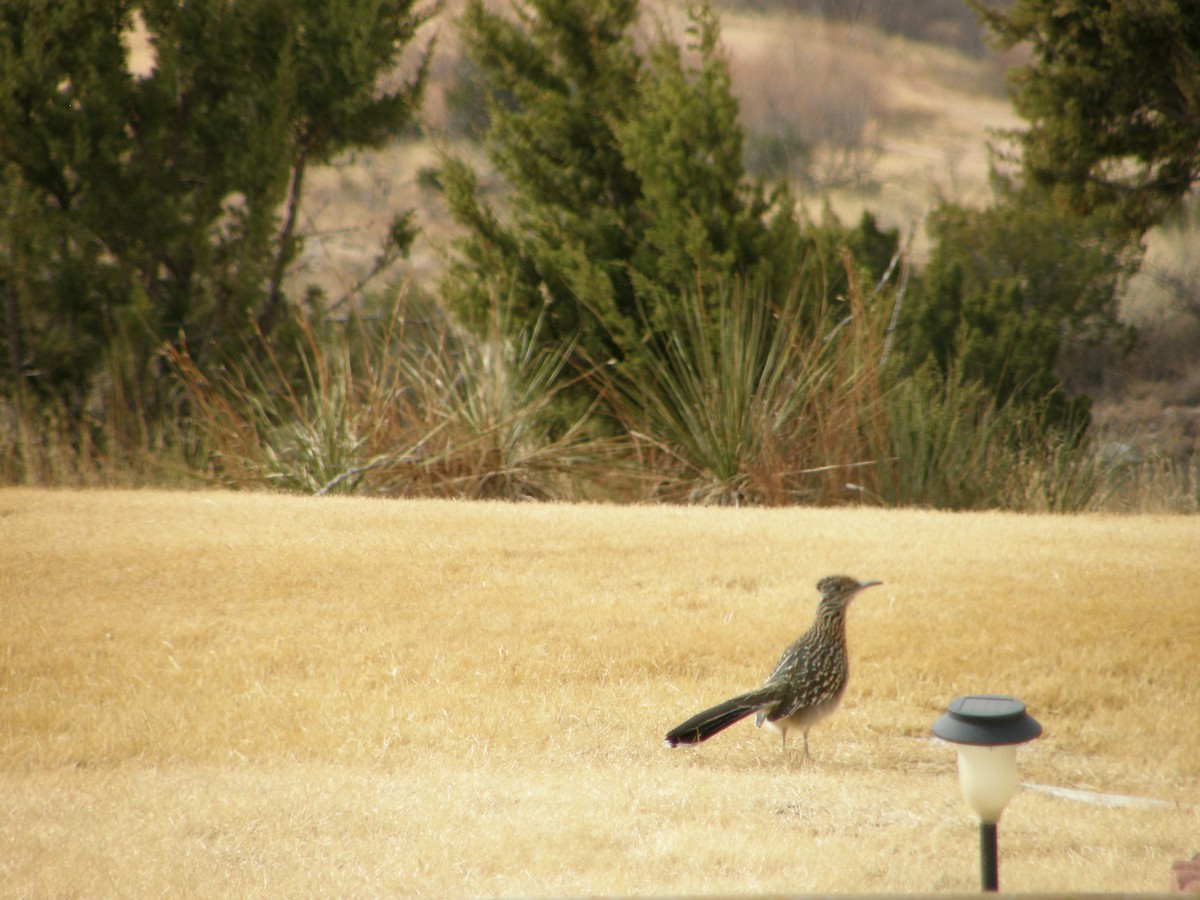 Greater Roadrunner - ML103162771