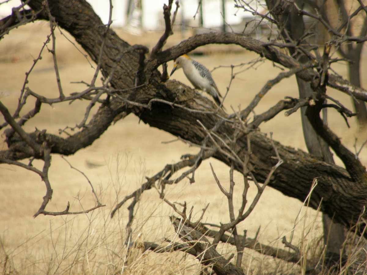 Golden-fronted Woodpecker - ML103162921