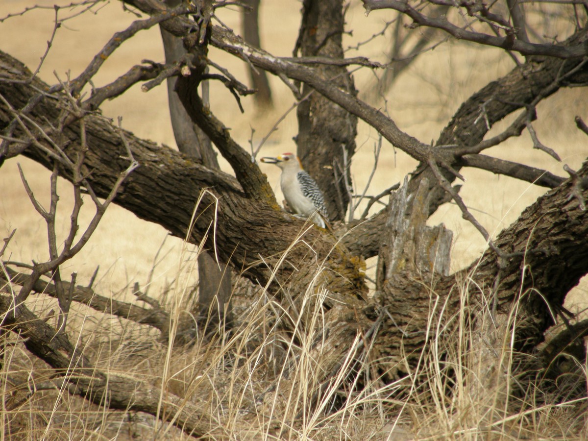 Golden-fronted Woodpecker - ML103162991