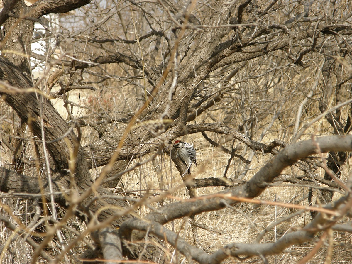 Ladder-backed Woodpecker - R. Rios