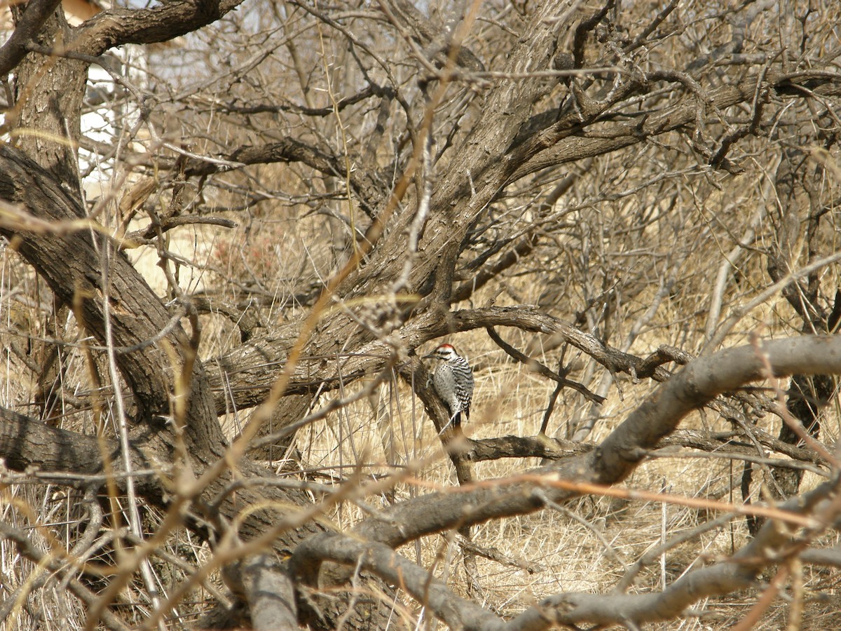 Ladder-backed Woodpecker - ML103163221