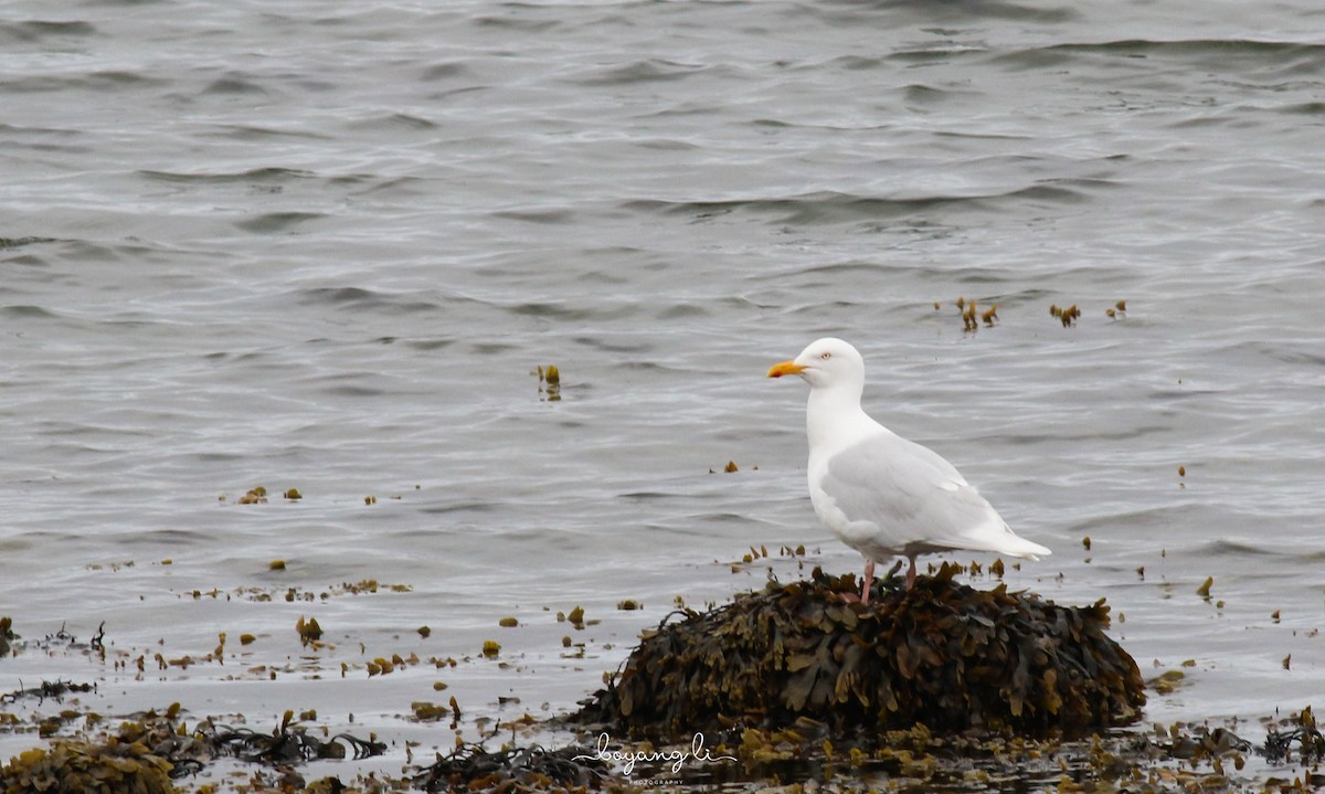 Glaucous Gull - Boyang Li