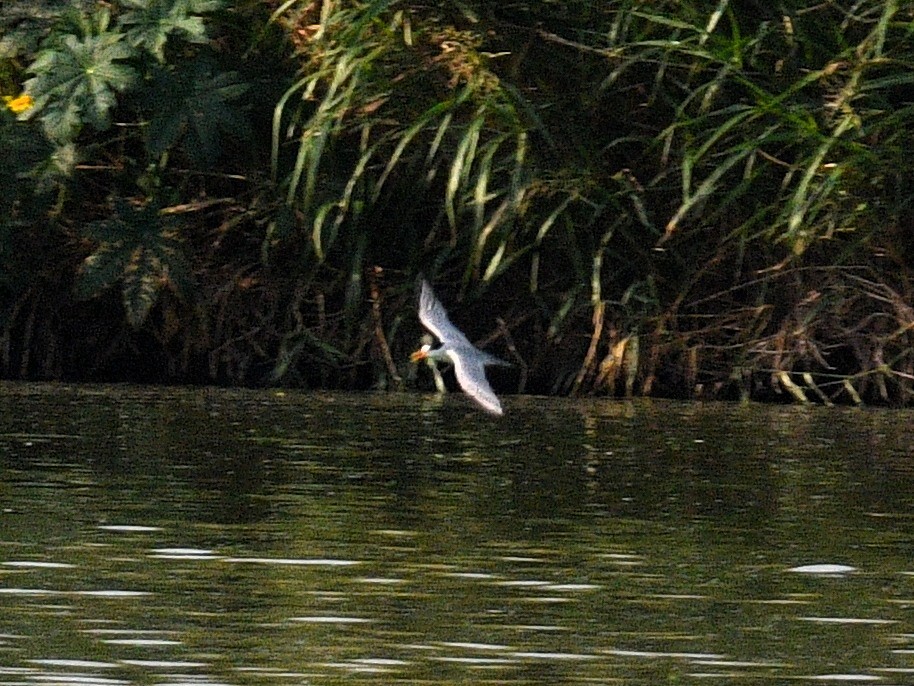 Least Tern - Jack Cochran