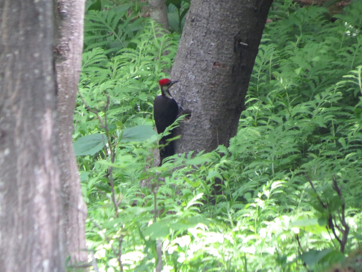 Pileated Woodpecker - ML103167921