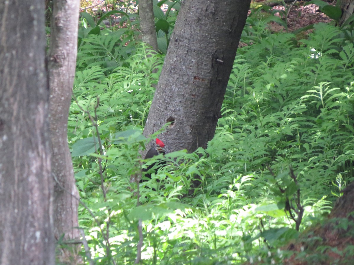 Pileated Woodpecker - MDM Speculator