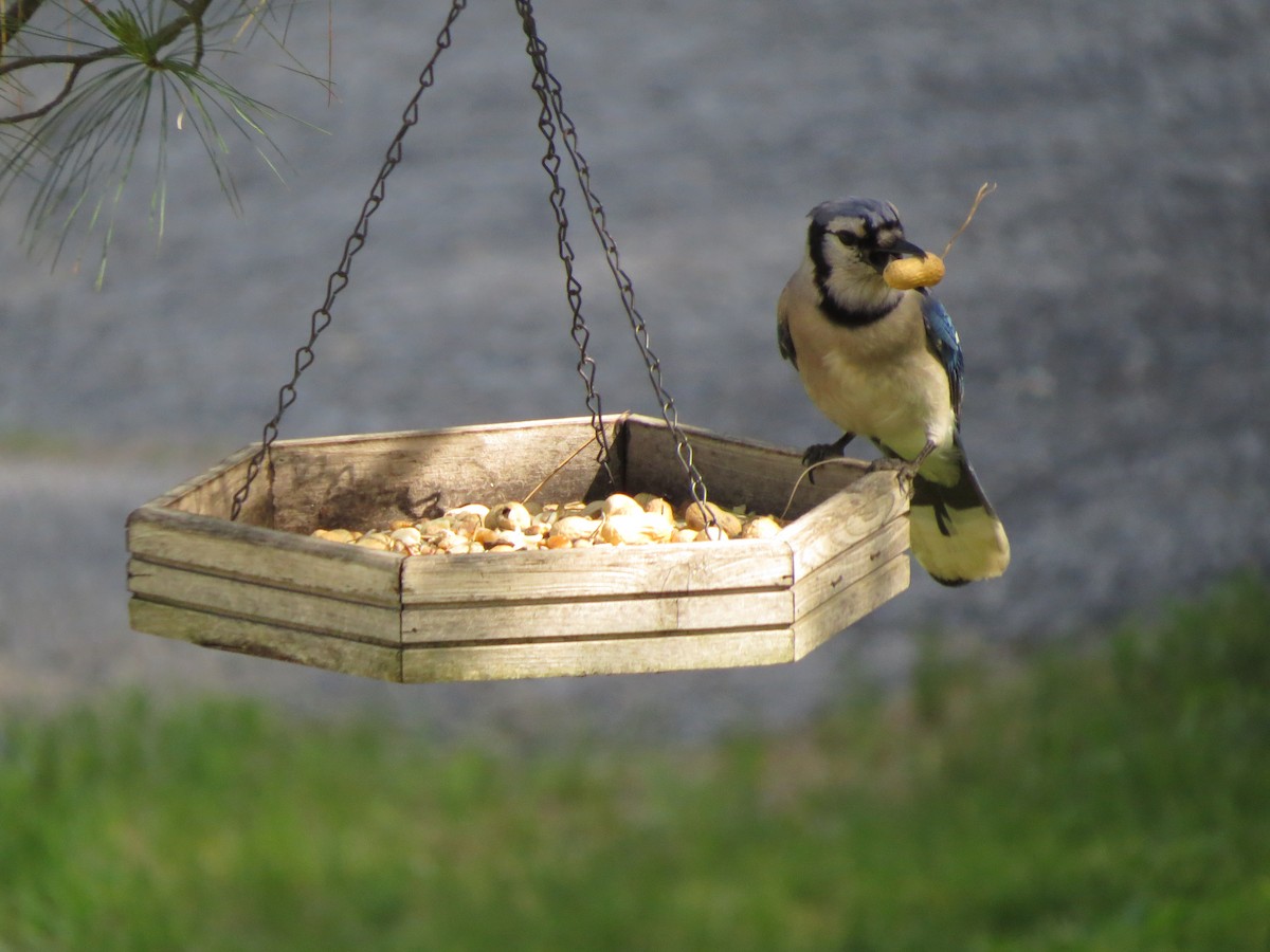 Blue Jay - ML103168011