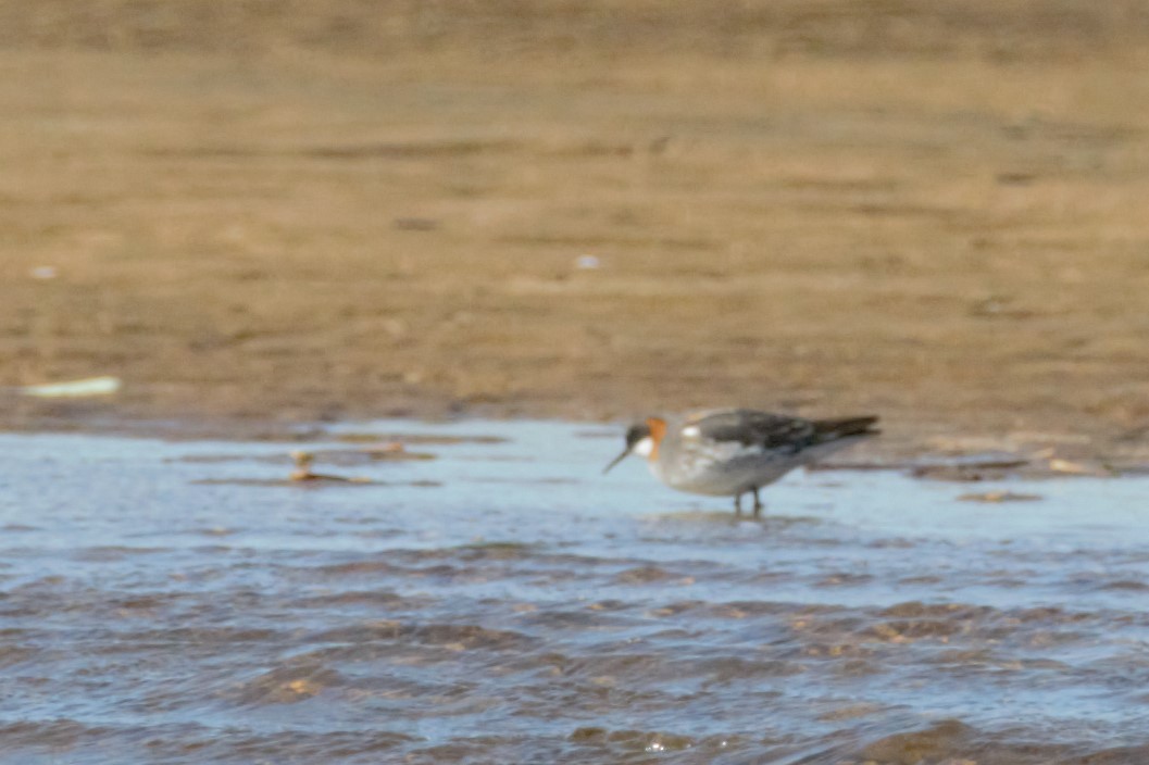 Red-necked Phalarope - ML103168131