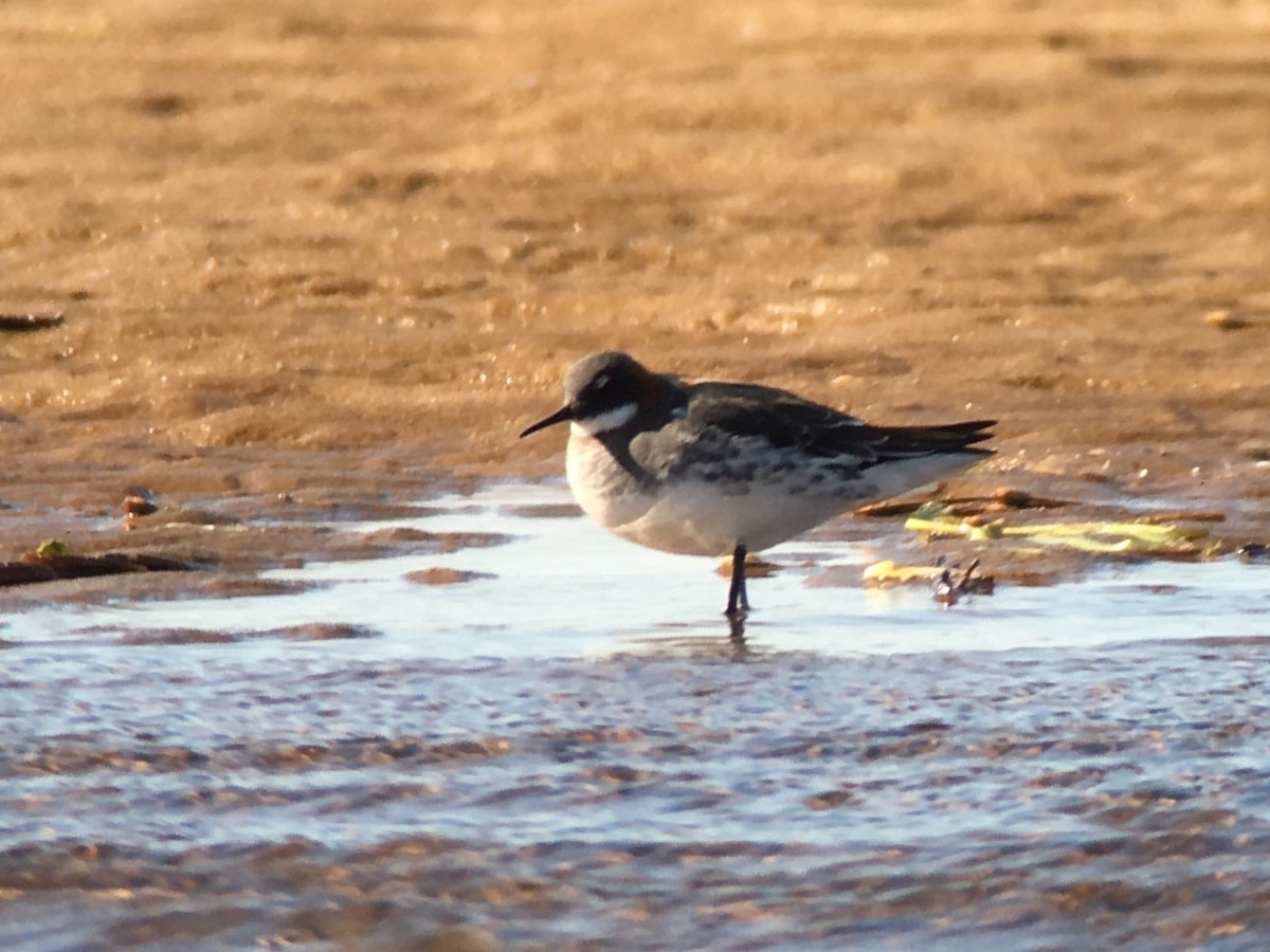 svømmesnipe - ML103168141